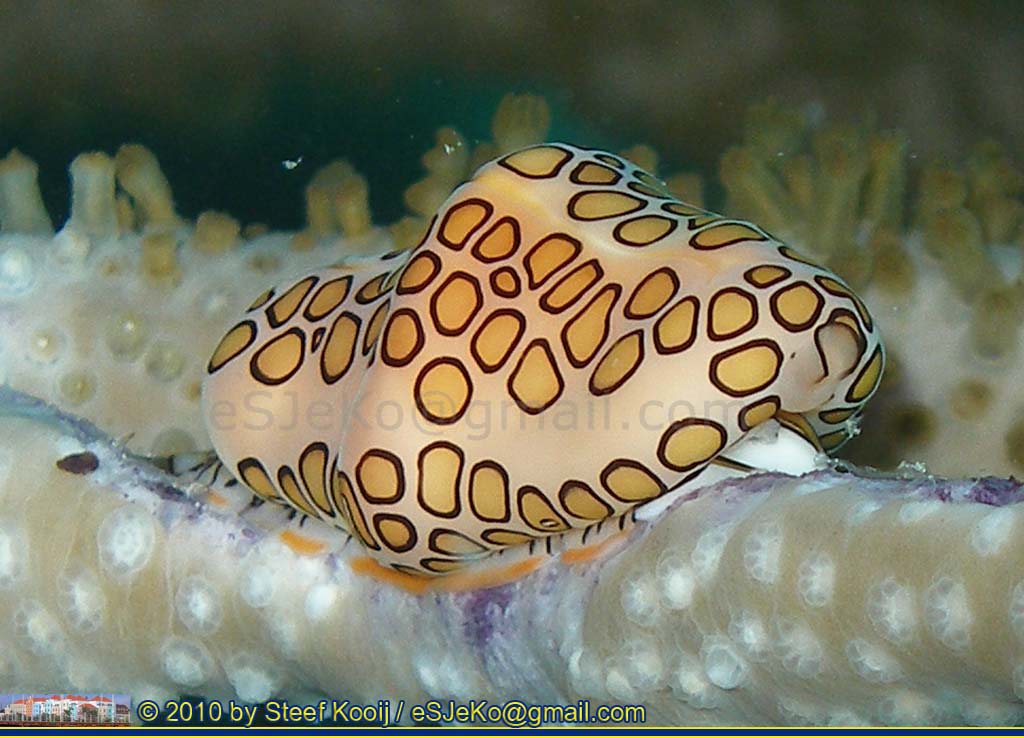 zeenaaktslak naaktslak nudibranchia nudibranch